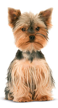 Royal Canin Yorkshire Terrier Junior (Йоркширский терьер щенок) Royal Canin Yorkshire Terrier Junior (Йоркширский терьер щенок)